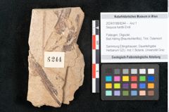 Foto (Objekt + Etikett) von Sequoia hardtii Endl. (NHMW-GEO-2024-0188-8244)